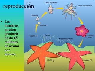 reproducción Las hembras pueden producir hasta 65 millones de óvulos por desove.