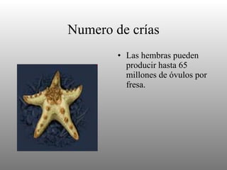 Numero de crías Las hembras pueden producir hasta 65 millones de óvulos por fresa.