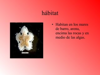 hábitat Habitan en los mares de barro, arena, encima las rocas y en medio de las algas.