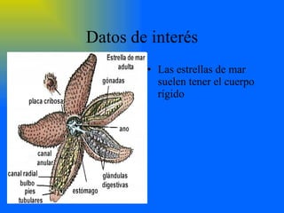 Datos de interés Las estrellas de mar suelen tener el cuerpo rígido
