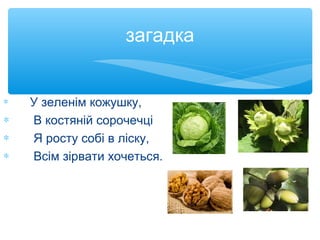 загадка
∗ У зеленім кожушку,
∗ В костяній сорочечці
∗ Я росту собі в ліску,
∗ Всім зірвати хочеться.
 