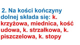 2. Na kości kończyny
dolnej składa się: k.
krzyżowa, miednica, kość
udowa, k. strzałkowa, k.
piszczelowa, k. stopy

 