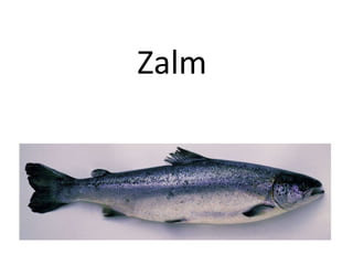Zalm 