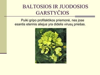 BALTOSIOS IR JUODOSIOS
         GARSTYČIOS
   Puiki gripo profilaktikos priemonė, nes jose
esantis eterinis aliejus yra didelis virusų priešas.
 