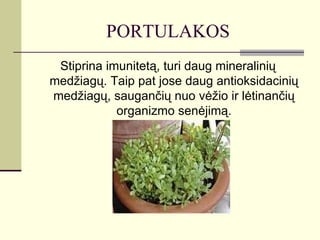 PORTULAKOS
 Stiprina imunitetą, turi daug mineralinių
medžiagų. Taip pat jose daug antioksidacinių
medžiagų, saugančių nuo vėžio ir lėtinančių
            organizmo senėjimą.
 