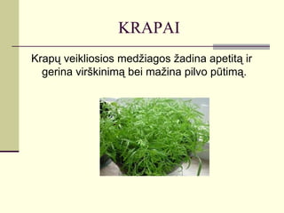 KRAPAI
Krapų veikliosios medžiagos žadina apetitą ir
  gerina virškinimą bei mažina pilvo pūtimą.
 