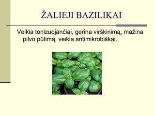 ŽALIEJI BAZILIKAI
Veikia tonizuojančiai, gerina virškinimą, mažina
  pilvo pūtimą, veikia antimikrobiškai.
 