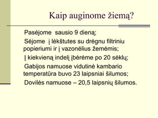 Kaip auginome žiemą?
 Pasėjome sausio 9 dieną;
 Sėjome į lėkštutes su drėgnu filtriniu
popieriumi ir į vazonėlius žemėmis;
 Į kiekvieną indelį įbėrėme po 20 sėklų;
 Gabijos namuose vidutinė kambario
temperatūra buvo 23 laipsniai šilumos;
 Dovilės namuose – 20,5 laipsnių šilumos.
 