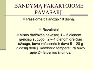 BANDYMĄ PAKARTOJOME
     PAVASARĮ
    Pasėjome balandžio 10 dieną.


              Rezultatai
 Visos daržovės pavasarį 1 – 5 dienom
  greičiau sudygo, 2 – 4 dienom greičiau
 užaugo, buvo vešlesnės ir davė 5 – 20 g
didesnį derlių. Kambario temperatūra buvo
         apie 24 laipsnius šilumos.
 