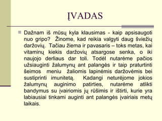 ĮVADAS
 Dažnam iš mūsų kyla klausimas - kaip apsisaugoti
  nuo gripo? Žinome, kad reikia valgyti daug šviežių
  daržovių. Tačiau žiema ir pavasaris – toks metas, kai
  vitaminų kiekis daržovių atsargose senka, o iki
  naujojo derliaus dar toli. Todėl nutarėme pačios
  užsiauginti žalumynų ant palangės ir taip praturtinti
  šeimos meniu žaliomis lapinėmis daržovėmis bei
  sustiprinti imunitetą.   Kadangi neturėjome jokios
  žalumynų auginimo patirties, nutarėme atlikti
  bandymus su įvairiomis jų rūšimis ir ištirti, kurie yra
  labiausiai tinkami auginti ant palangės įvairiais metų
  laikais.
 