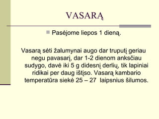 VASARĄ
          Pasėjome liepos 1 dieną.


Vasarą sėti žalumynai augo dar truputį geriau
   negu pavasarį, dar 1-2 dienom anksčiau
 sudygo, davė iki 5 g didesnį derlių, tik lapiniai
    ridikai per daug ištįso. Vasarą kambario
 temperatūra siekė 25 – 27 laipsnius šilumos.
 