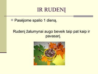 IR RUDENĮ
 Pasėjome spalio 1 dieną.


 Rudenį žalumynai augo beveik taip pat kaip ir
                   pavasarį.
 