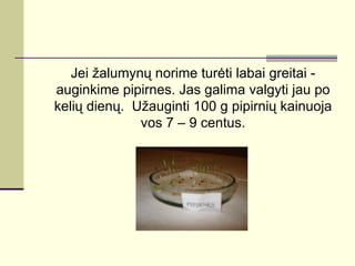 Jei žalumynų norime turėti labai greitai -
auginkime pipirnes. Jas galima valgyti jau po
kelių dienų. Užauginti 100 g pipirnių kainuoja
              vos 7 – 9 centus.
 