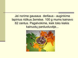 Jei norime gausaus derliaus - auginkime
lapinius ridikus žemėse. 100 g mums kainavo
  62 centus. Pagalvokime, kiek toks kiekis
            kainuotų parduotuvėje...
 