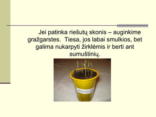 Jei patinka riešutų skonis – auginkime
gražgarstes. Tiesa, jos labai smulkios, bet
   galima nukarpyti žirklėmis ir berti ant
                sumuštinių.
 