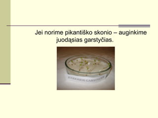 Jei norime pikantiško skonio – auginkime
        juodąsias garstyčias.
 