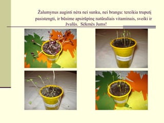 Žalumynus auginti nėra nei sunku, nei brangu: tereikia truputį
pasistengti, ir būsime apsirūpinę natūraliais vitaminais, sveiki ir
                  žvalūs. Sėkmės Jums!
 