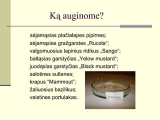 Ką auginome?
sėjamąsias plačialapes pipirnes;
sėjamąsias gražgarstes „Rucola“;
valgomuosius lapinius ridikus „Sango“;
baltąsias garstyčias „Yelow mustard“;
juodąsias garstyčias „Black mustard“;
salotines sultenes;
krapus “Mammout”;
žaliuosius bazilikus;
vaistines portulakas.
 