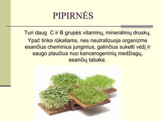 PIPIRNĖS
Turi daug C ir B grupės vitaminų, mineralinių druskų.
 Ypač tinka rūkaliams, nes neutralizuoja organizme
esančius cheminius junginius, galinčius sukelti vėžį ir
   saugo plaučius nuo kancerogeninių medžiagų,
                   esančių tabake.
 