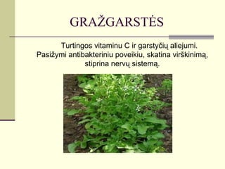 GRAŽGARSTĖS
      Turtingos vitaminu C ir garstyčių aliejumi.
Pasižymi antibakteriniu poveikiu, skatina virškinimą,
              stiprina nervų sistemą.
 