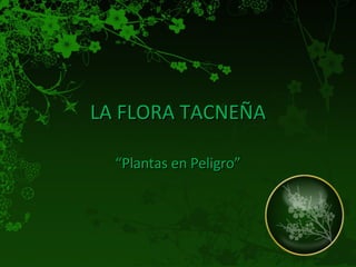 ZAM 7. Flora Tacneña.pdf FLORA ENDEMICA DE TACNA | PDF