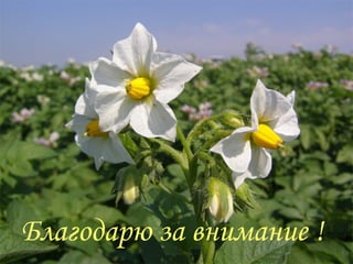 Благодарю за внимание ! 