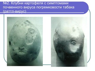 № 2. Клубни картофеля с симптомами почвенного вируса погремковости табака (раттл-вирус) 
