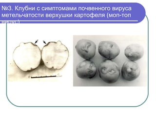 № 3. Клубни с симптомами почвенного вируса метельчатости верхушки картофеля (моп-топ вирус) 