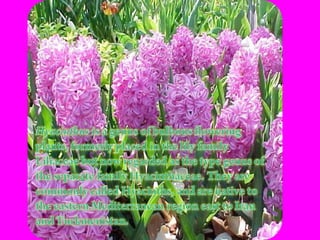 Hyacinthus