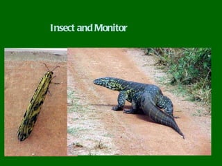 Insect and Monitor
 