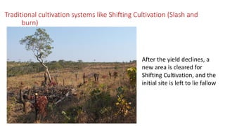 Traditional cultivation systems like Shifting Cultivation (Slash and
burn)
After the yield declines, a
new area is cleared for
Shifting Cultivation, and the
initial site is left to lie fallow
 