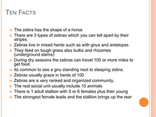 Ten FactsThe zebra has the shape of a horseThere are 3 types of zebras which you can tell apart by their stripes.Zebras live in mixed herds such as with gnus and antelopesThey feed on tough grass also bulbs and rhizomes (underground stems)During dry seasons the zebras can travel 100 or more miles to get foodIts common to see a gnu standing next to sleeping zebra.Zebras usually graze in herds of 100Zebras are a very ranked and organized community.The real social unit usually include 10 animalsThere is 1 adult stallion with 5 or 6 females plus their youngThe strongest female leads and the stallion brings up the rear