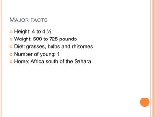 Major factsHeight: 4 to 4 ½Weight: 500 to 725 poundsDiet: grasses, bulbs and rhizomesNumber of young: 1Home: Africa south of the Sahara