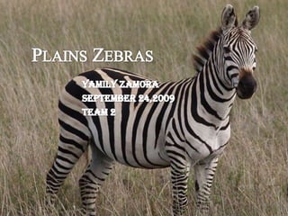 Plains Zebras Yamily Zamora September 24,2009 Team 2 