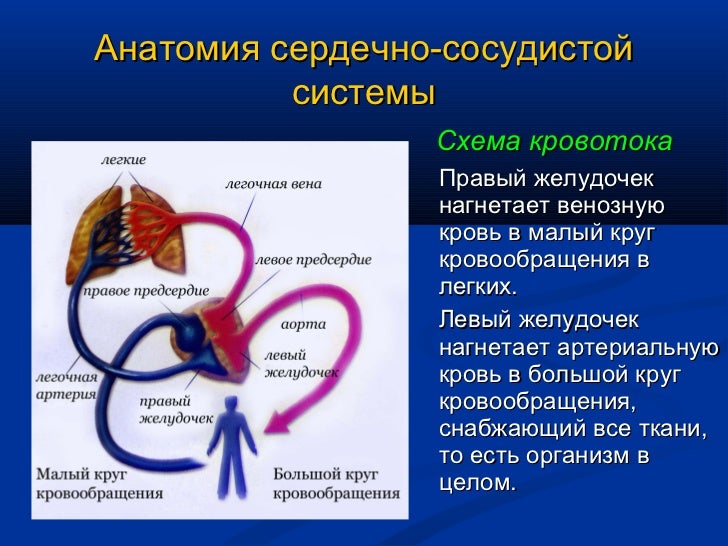 Здоровья Здоровья