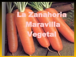 La Zanahoria  Maravilla Vegetal 