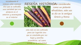 RESEÑA HISTÓRICA
inicialmente el
intenso color naranja
sino que se cultivaba
una variedad que era
púrpura en el
exterior y anaranjada
en el interior
esta raíz no era cultivada
para ser ingerida sino
que se cosechaba por sus
hojas y semillas
aromáticas, así como
sucede en la actualidad
se la consideraba
como un potente
afrodisíaco, este uso
se dio en la antigua
Grecia y Roma
 