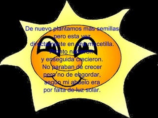 De nuevo plantamos más semillas pero esta vez directamente en una macetilla. Pronto nacieron  y enseguida crecieron. No paraban de crecer pero no de engordar, según mi abuelo era por falta de luz solar. 