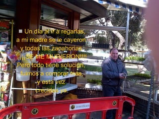 Un día al ir a regarlas, a mi madre se le cayeron  y todas las zanahorias  ¡¡¡¡SE ME MURIERON!!!! Pero todo tiene solución,  fuimos a comprar más, y esta vez  crecidas ya. 