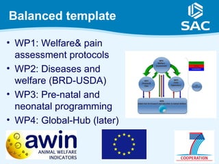 Balanced template

• WP1: Welfare& pain
  assessment protocols
• WP2: Diseases and
  welfare (BRD-USDA)
• WP3: Pre-natal and
  neonatal programming
• WP4: Global-Hub (later)
 