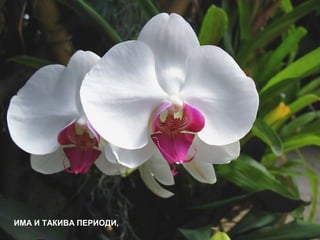 ИМА И ТАКИВА ПЕРИОДИ,
 