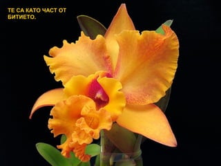 ТЕ СА КАТО ЧАСТ ОТ
БИТИЕТО.
 