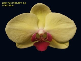 ИДЕ ТИ ОТВЪТРЕ ДА
ГОВОРИШ,
 