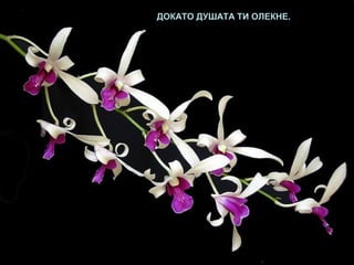 ДОКАТО ДУШАТА ТИ ОЛЕКНЕ.
 