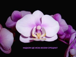 НАДАЛИ ЩЕ ИСКА ВСЕКИ СРЕЩНАТ
 