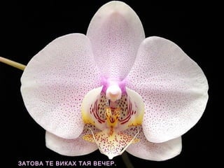 ЗАТОВА ТЕ ВИКАХ ТАЯ ВЕЧЕР.
 