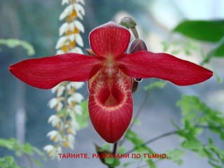 ТАЙНИТЕ, РАЗКАЗАНИ ПО ТЪМНО,
 