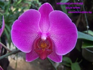 АЛЕКСАНДЪР КАЛЧЕВ
     (БЪЛГАРИЯ)
       alexkaltchev@abv.bg
 