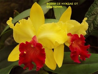 ВСЕКИ СЕ НУЖДАЕ ОТ
ОТДУШНИК.
 