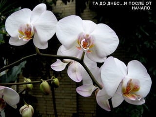 ТА ДО ДНЕС...И ПОСЛЕ ОТ
                НАЧАЛО.
 